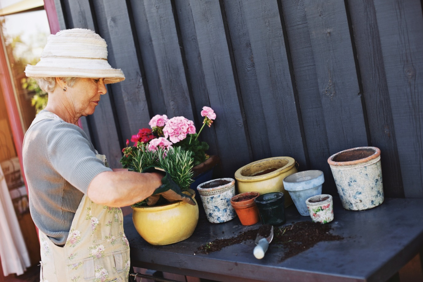 A senior filling a planter with a flowery plant